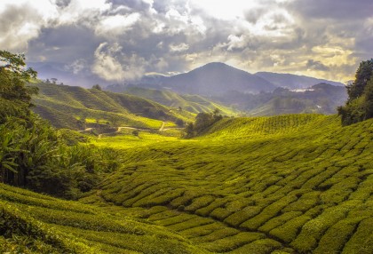 Discover Nepalese Tea