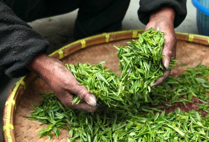 ENJOY THE FIRST TASTE OF SPRING WITH A FIRST FLUSH DARJEELING 