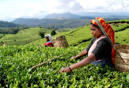 FIRST FLUSH DARJEELING TEAS - TRACING THE JOURNEY FROM LEAF TO CUP 